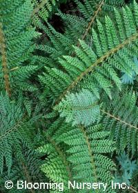 Polystichum setiferum                          